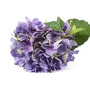 grote-hortensia-paars-detail.webp