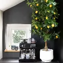 bloempot-prisca-sfeer.webp