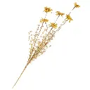 zomerbloemen-geel.webp