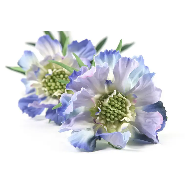 duifkruid-lila-blauw-detail.webp
