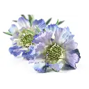 duifkruid-lila-blauw-detail.webp