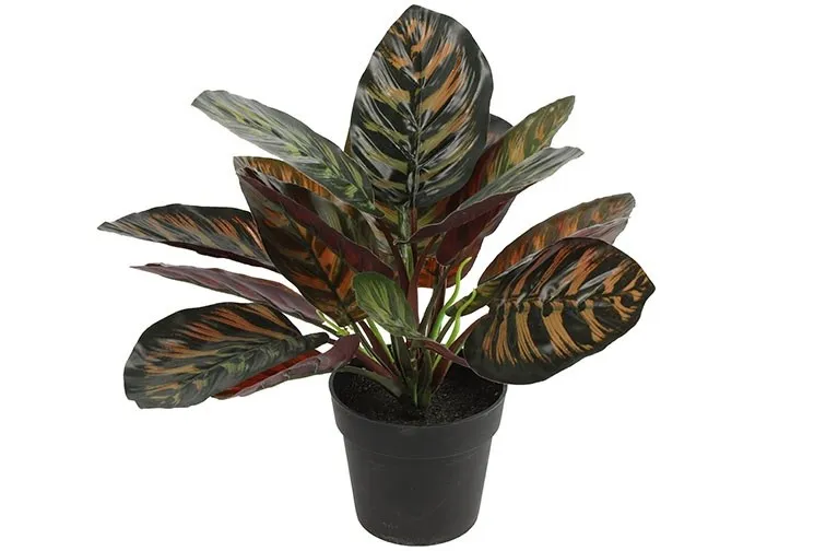 Calathea (kunstplant)