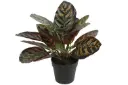 Calathea (kunstplant)