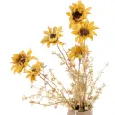 Goudsbloem