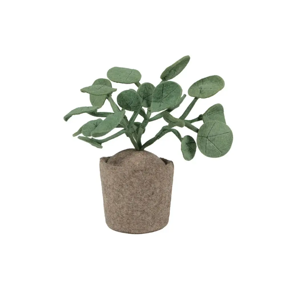Vilten plant Pannenkoekenplant