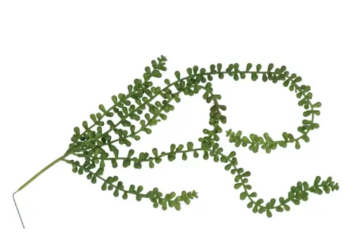 Grote Erwtenplant